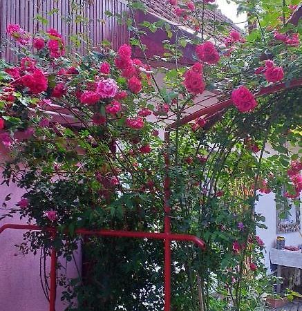 Willa Casa Boierului Imbri Cîrţişoara Zewnętrze zdjęcie