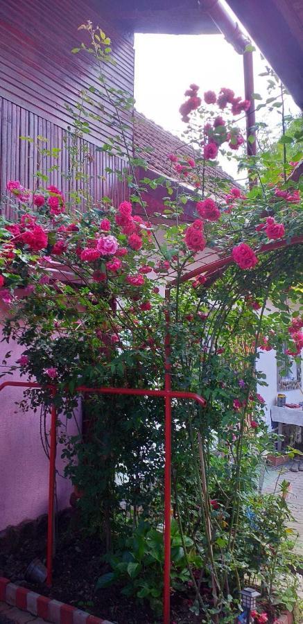 Willa Casa Boierului Imbri Cîrţişoara Zewnętrze zdjęcie